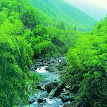 green bamboo and drift clean water