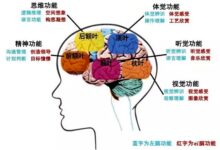 【整理】人体的大脑和小脑的分区和功能及作用